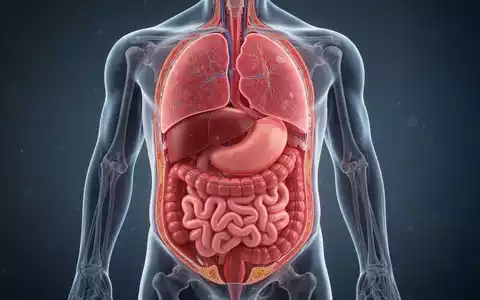 Medizinische Illustration eines menschlichen Torsos im Querschnitt, der innere Organe umgeben von viszeralem Fett zeigt. - Foto: ĂŒber boerse-global.de