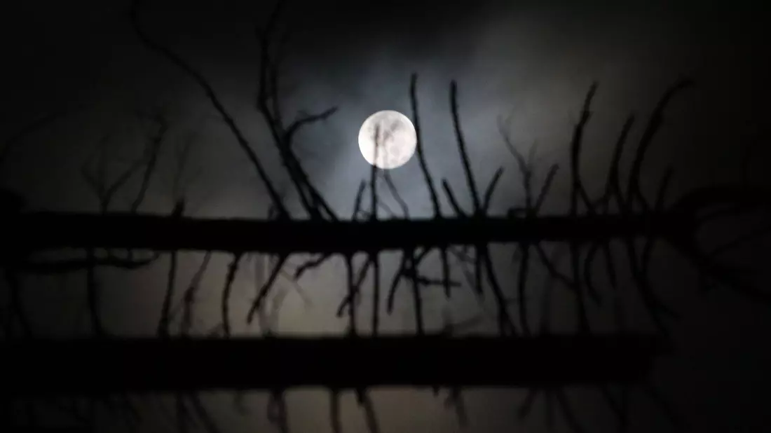 Durch den angestrahlten Mond ist es nachts nie stockdunkel. Das machen sich manche Tiere zunutze. - Bild: Matthias Bein/dpa-Zentralbild/dpa