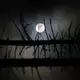 Durch den angestrahlten Mond ist es nachts nie stockdunkel. Das machen sich manche Tiere zunutze. - Bild: Matthias Bein/dpa-Zentralbild/dpa