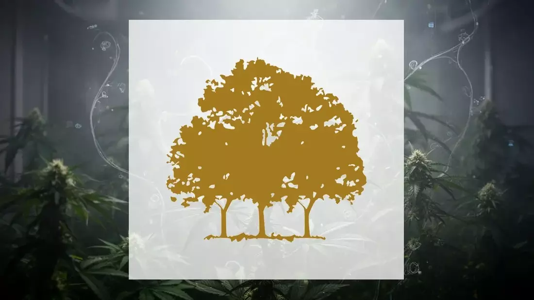 Canopy Growth Stock Slides Ahead of August 2026 Earnings Amid Insider Selling and German Policy Shift