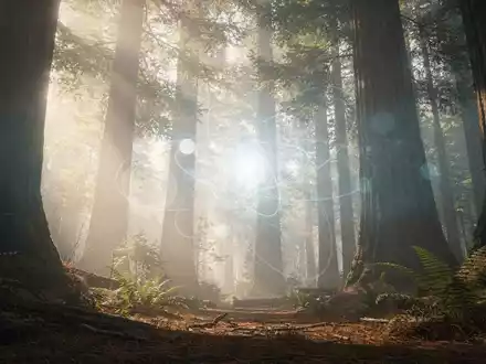Ein nebliger Redwood-Wald mit einem subtil leuchtenden, abstrakten Quantencomputersymbol, das in die Natur integriert ist. - Foto: über boerse-global.de