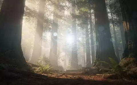 Ein nebliger Redwood-Wald mit einem subtil leuchtenden, abstrakten Quantencomputersymbol, das in die Natur integriert ist. - Foto: über boerse-global.de