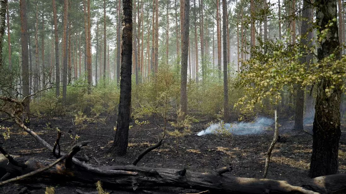 Der Großbrand im Müritz-Nationalpark ist laut Schweriner Umweltministerium gelöscht. - Bild: Michael Ukas/dpa