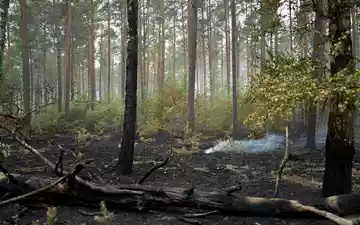 Der Großbrand im Müritz-Nationalpark ist laut Schweriner Umweltministerium gelöscht. - Foto: Michael Ukas/dpa