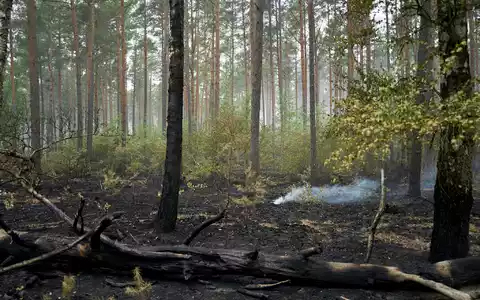 Der Großbrand im Müritz-Nationalpark ist laut Schweriner Umweltministerium gelöscht. - Foto: Michael Ukas/dpa