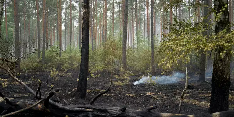 Der Großbrand im Müritz-Nationalpark ist laut Schweriner Umweltministerium gelöscht. - Foto: Michael Ukas/dpa