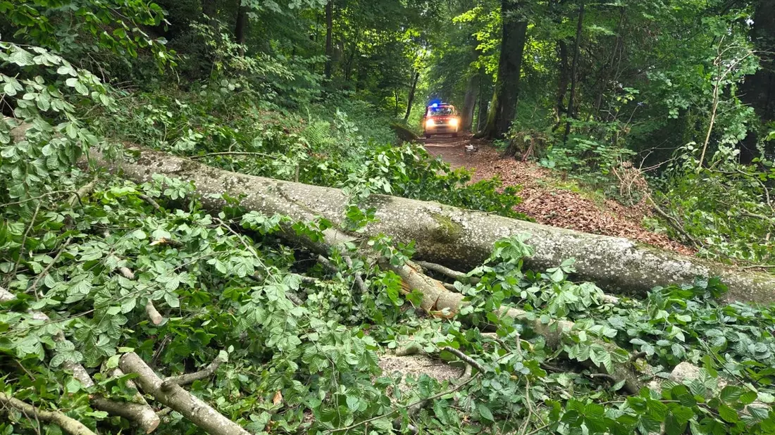FW Allensbach: H1 Baum auf Fahrbahn - Bild: presseportal.de