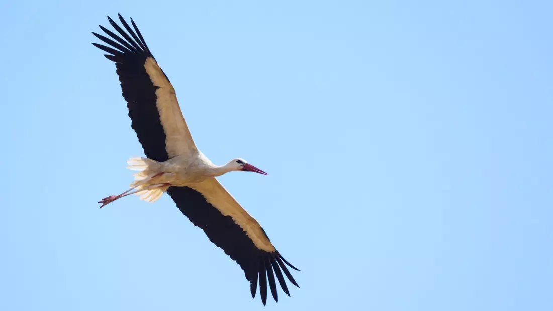 Überflieger: Mit 15.000 Weißstorch-Brutpaaren rechnet der Nabu in dieser Saison. (Archivbild) - Bild: Patrick Pleul/dpa