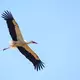 Überflieger: Mit 15.000 Weißstorch-Brutpaaren rechnet der Nabu in dieser Saison. (Archivbild) - Bild: Patrick Pleul/dpa