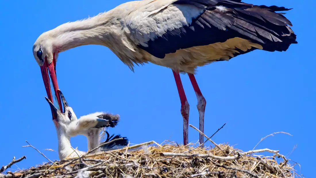 Ein Weißstorch gibt einem Jungvogel Wasser. (Archivbild) - Bild: Patrick Pleul/dpa