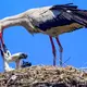 Ein Weißstorch gibt einem Jungvogel Wasser. (Archivbild) - Bild: Patrick Pleul/dpa