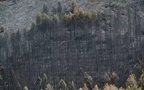 Der Klimawandel erhöht die Wahrscheinlichkeit von Waldbränden, weil Perioden mit Trockenheit und Hitze länger werden.  - Foto: Mateo Lanzuela/EUROPA PRESS/dpa
