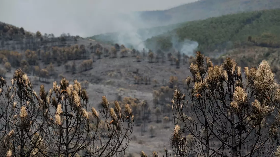 Das Feuer in der Region von Guadalajara nordöstlich von Madrid hat bereits 26.000 Hektar Wald- und Buschland vernichtet. - Bild: Mateo Lanzuela/EUROPA PRESS/dpa