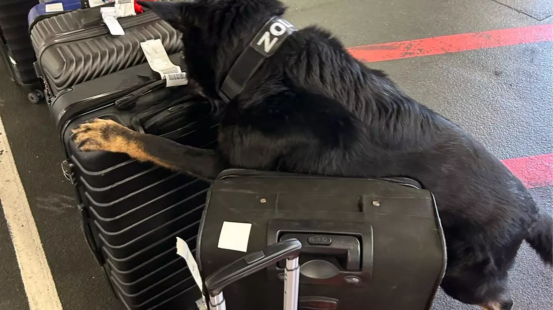 HZA-F: 24 Kilogramm Kokain durch Frankfurter Flughafenzoll beschlagnahmt - Rauschgiftspürhund Donut erschnüffelt Rauschgift im Reisekoffer - Bild: presseportal.de