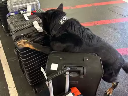 HZA-F: 24 Kilogramm Kokain durch Frankfurter Flughafenzoll beschlagnahmt - Rauschgiftspürhund Donut erschnüffelt Rauschgift im Reisekoffer - Foto: presseportal.de