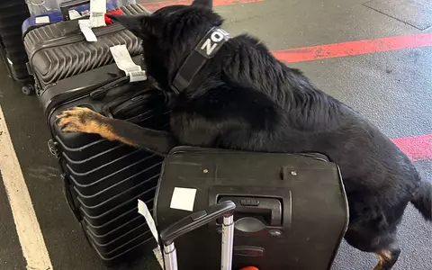 HZA-F: 24 Kilogramm Kokain durch Frankfurter Flughafenzoll beschlagnahmt - Rauschgiftspürhund Donut erschnüffelt Rauschgift im Reisekoffer - Foto: presseportal.de