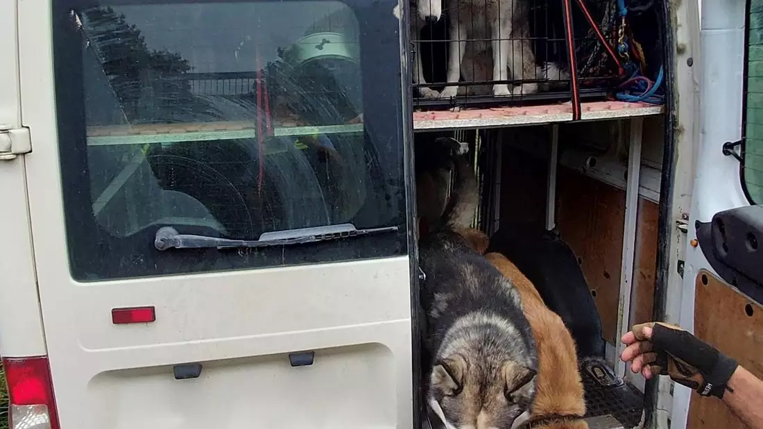 BPOL-FL: Bundespolizei stoppt Hundetransporter auf der A7, 19 Huskys in Verwahrung, Haftbefehl vollstreckt - Bild: presseportal.de