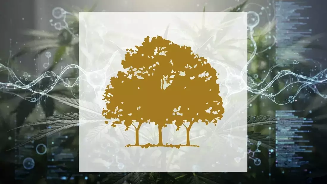 Canopy Growth Rises on MTL Acquisition and DEA Rescheduling Progress