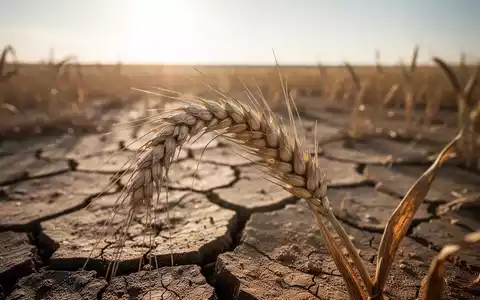 Ein vertrocknetes Weizenfeld mit rissigem Boden unter einem gleißenden Himmel, das globale Ernährungsunsicherheit symbolisiert. - Foto: über boerse-global.de