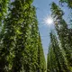 Beim Hopfen gibt es nach wie vor ein Überangebot. (Archivbild) - Bild: Armin Weigel/dpa