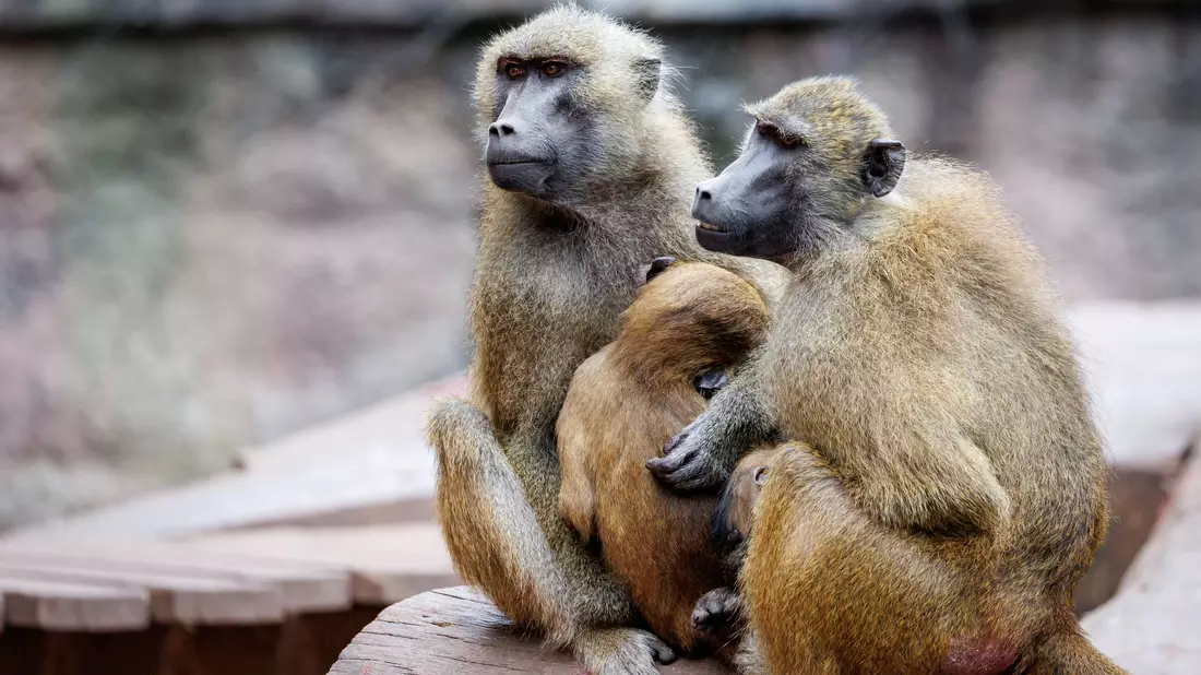 Die Anlage ist laut dem Tiergarten für 25 Paviane plus Jungtiere ausgelegt. Im Juli 2025 lebten dort mehr als 40 Affen. (Archivbild) - Bild: Daniel Karmann/dpa