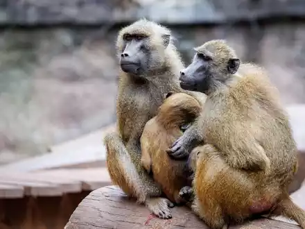 Die Anlage ist laut dem Tiergarten für 25 Paviane plus Jungtiere ausgelegt. Im Juli 2025 lebten dort mehr als 40 Affen. (Archivbild) - Foto: Daniel Karmann/dpa