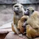 Die Anlage ist laut dem Tiergarten für 25 Paviane plus Jungtiere ausgelegt. Im Juli 2025 lebten dort mehr als 40 Affen. (Archivbild) - Bild: Daniel Karmann/dpa