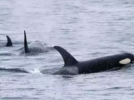 Orcas sind sehr soziale Tiere und jagen oft gemeinsam. (Archivbild) - Foto: -/Kyodo/dpa