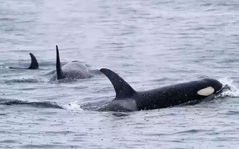 Orcas sind sehr soziale Tiere und jagen oft gemeinsam. (Archivbild) - Foto: -/Kyodo/dpa