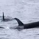 Orcas sind sehr soziale Tiere und jagen oft gemeinsam. (Archivbild) - Bild: -/Kyodo/dpa