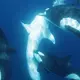Orcas kooperieren bei der Jagd häufig. Hier tötet eine Gruppe einen Hai. - Bild: Kelsey Williamson/-/dpa