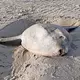 Mondfische stranden gelegentlich auch an der Nordseeküste. (Archivbild) - Bild: Markus Großewinkelmann/Nationalparkverwaltung/dpa