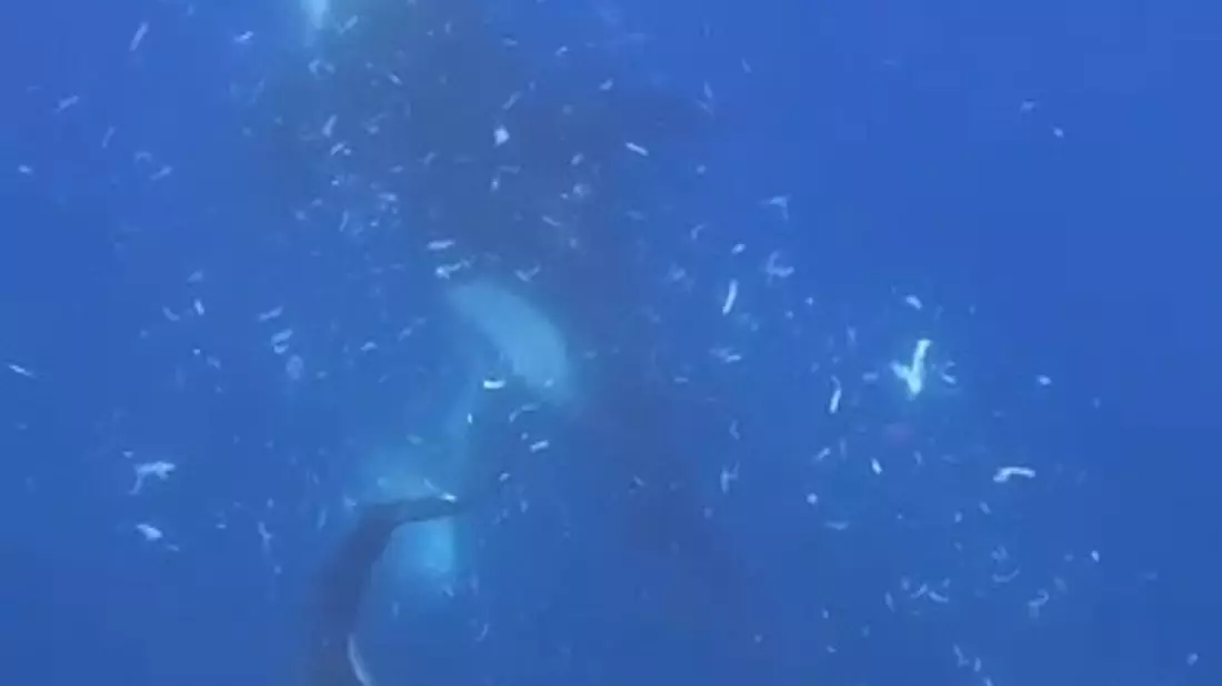 Zwei Orcas nach dem Zerfetzen eines Mondfisches (Screenshot aus dem Video) - Bild: Kathryn Ayres/beneaththewaves.org/dpa