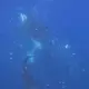 Zwei Orcas nach dem Zerfetzen eines Mondfisches (Screenshot aus dem Video) - Bild: Kathryn Ayres/beneaththewaves.org/dpa