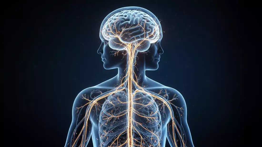 Vagusnerv-Studien 2026: Neue Therapien gegen Entzündungen
