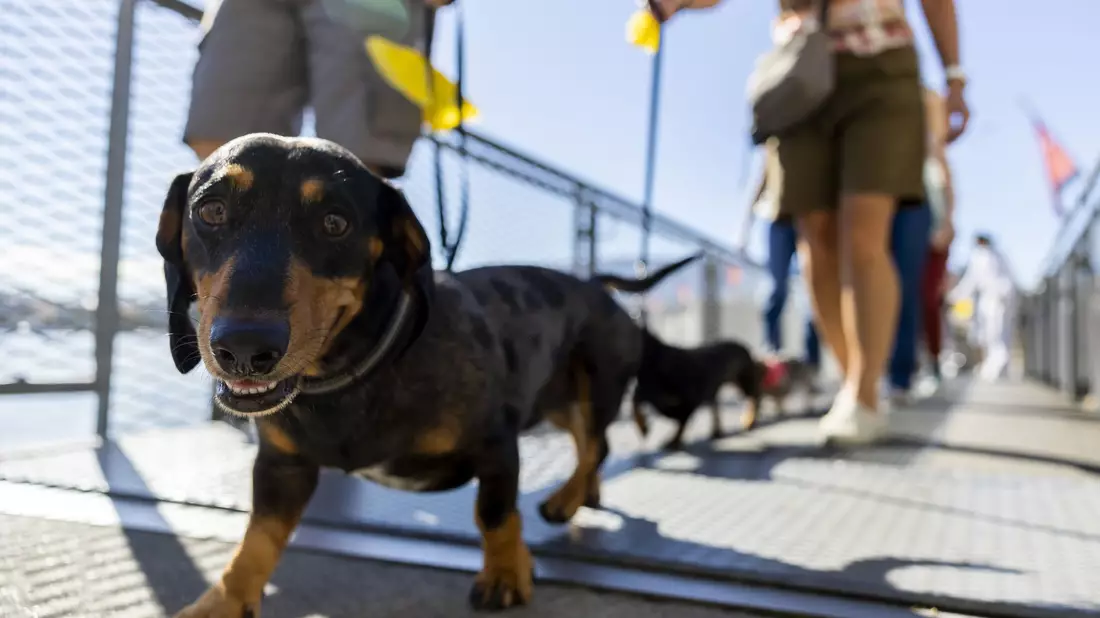 Hundepinkeln ohne Nachspülen kann in Chiasso bald teuer werden. (Symbolbild)  - Bild: Salvatore Di Nolfi/KEYSTONE/dpa
