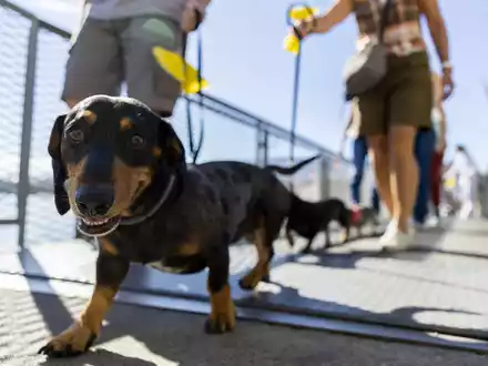 Hundepinkeln ohne Nachspülen kann in Chiasso bald teuer werden. (Symbolbild)  - Foto: Salvatore Di Nolfi/KEYSTONE/dpa