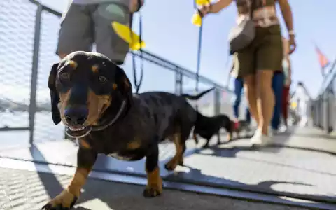 Hundepinkeln ohne Nachspülen kann in Chiasso bald teuer werden. (Symbolbild)  - Foto: Salvatore Di Nolfi/KEYSTONE/dpa