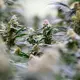 Mittlerweile hat das Bundeskabinett strengere gesetzliche Regeln für den Zugang zu medizinischem Cannabis auf den Weg gebracht. (Archivbild) - Bild: Hendrik Schmidt/dpa