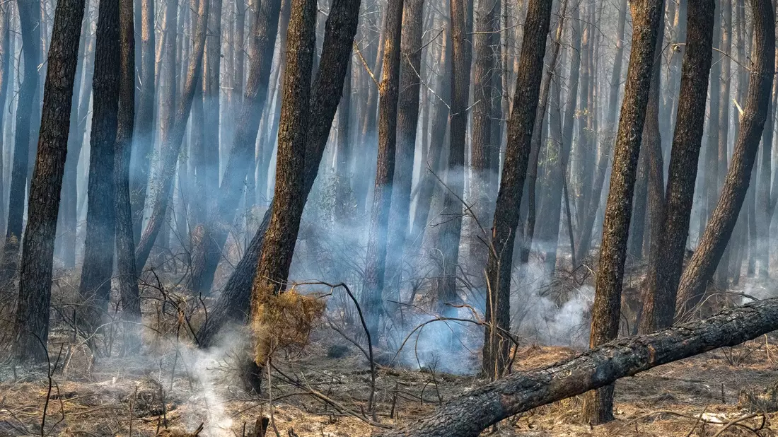 Tausende Hektar Wald sind durch die Flammen zerstört worden. - Bild: Caroline Blumberg/AP/dpa