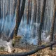 Tausende Hektar Wald sind durch die Flammen zerstört worden. - Bild: Caroline Blumberg/AP/dpa