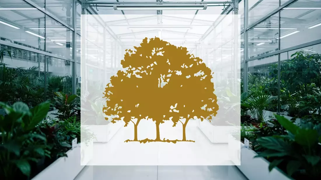 Canopy Growth: Starkes Medizinalwachstum bei fallendem Aktienkurs