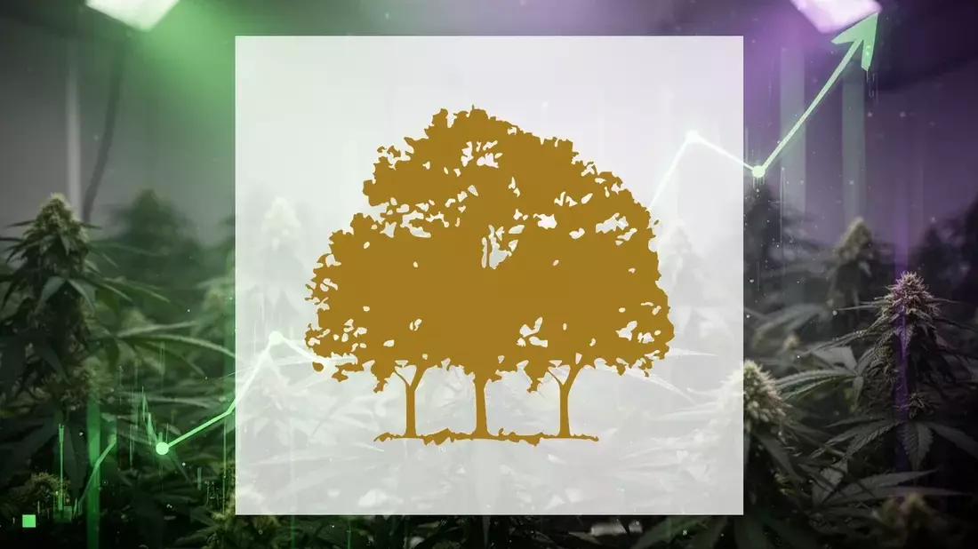 Canopy Growth Q1 FY2027 Earnings Preview: Losses Narrow, Medical Cannabis Surges