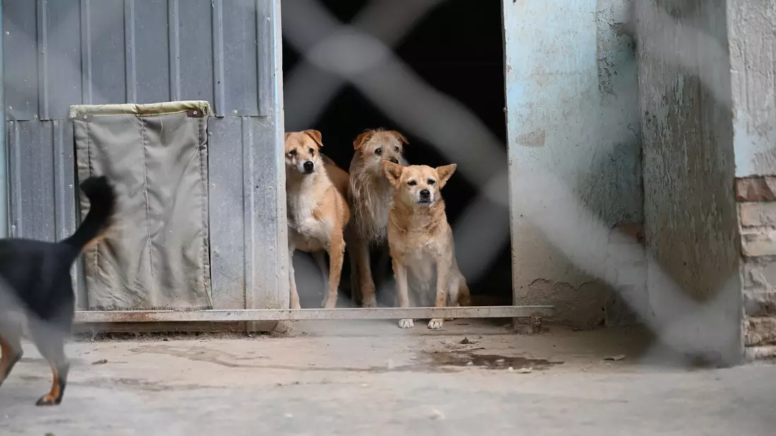 Aktivisten fordern schon länger ein landesweites Tierschutzgesetz für China. (Symbolbild)  - Bild: Johannes Neudecker/dpa