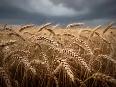 Ein goldenes Weizenfeld unter einem bewölkten Himmel, das die fallenden Preise für Mahlweizen symbolisiert. - Foto: über boerse-global.de