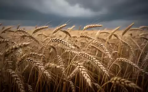 Ein goldenes Weizenfeld unter einem bewölkten Himmel, das die fallenden Preise für Mahlweizen symbolisiert. - Foto: über boerse-global.de