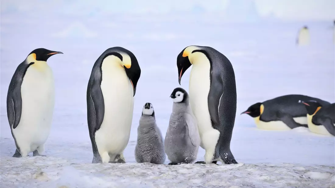 Kaiserpinguine mit Küken.  - Bild: Myeongho Seo,mydada88@gmail.com/dpa