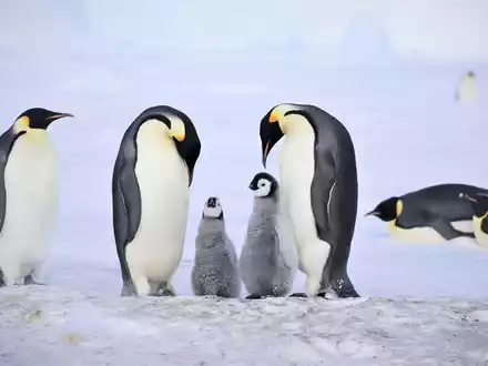 Kaiserpinguine mit Küken.  - Foto: Myeongho Seo,mydada88@gmail.com/dpa