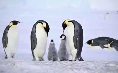 Kaiserpinguine mit Küken.  - Foto: Myeongho Seo,mydada88@gmail.com/dpa
