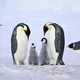 Kaiserpinguine mit Küken.  - Bild: Myeongho Seo,mydada88@gmail.com/dpa